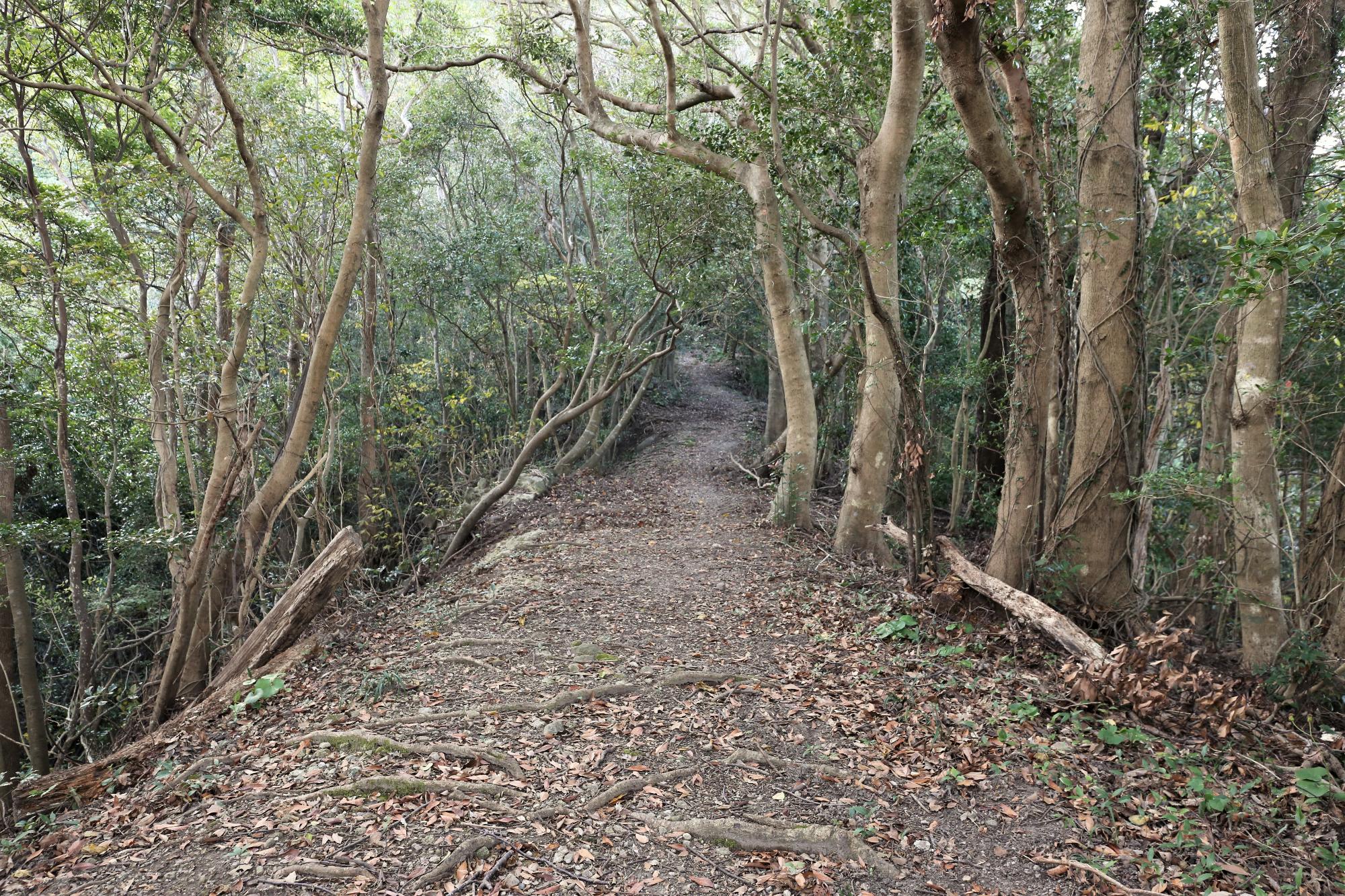 鳴鼓岳の登山道の写真