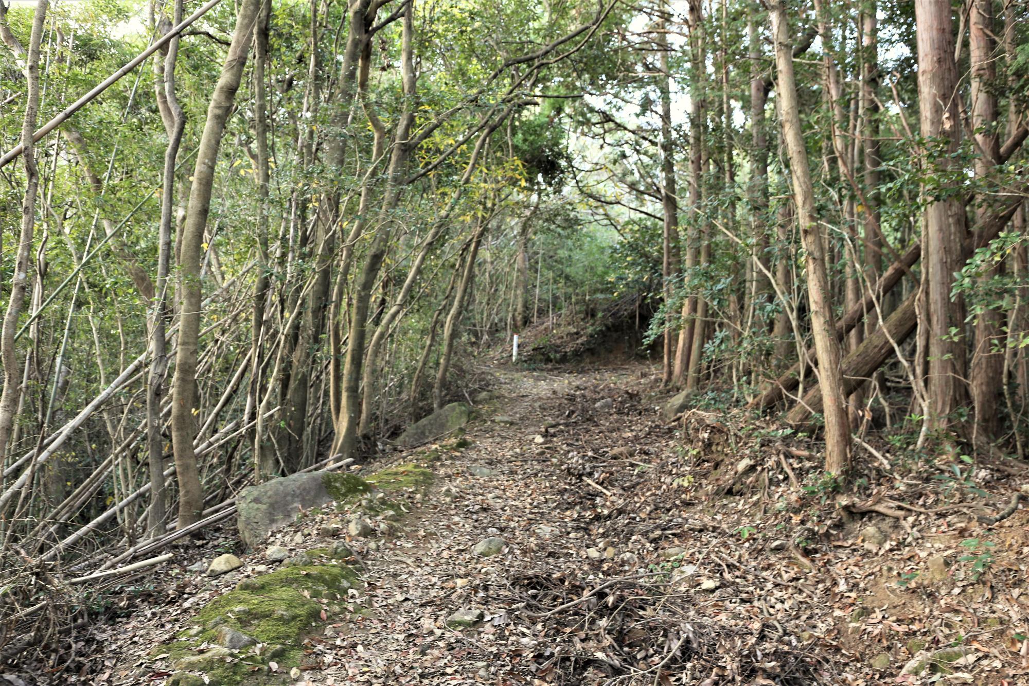 鳴鼓岳の登山道の写真