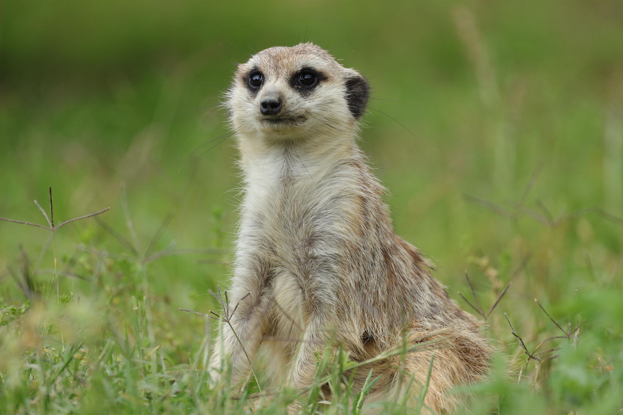 ミーアキャット